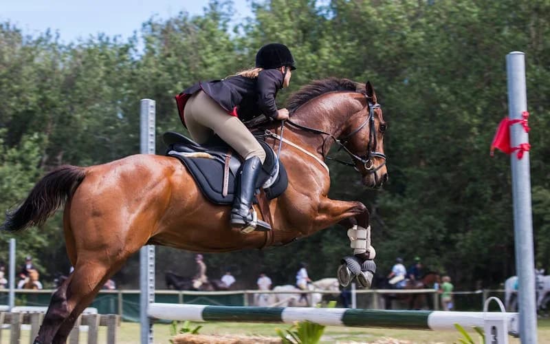 Gewrichten van uw sportpaard onderhouden: een complete gids