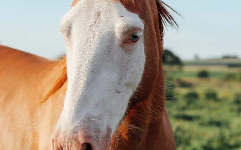 Maagzweren bij paarden: symptomen, oorzaken & preventie